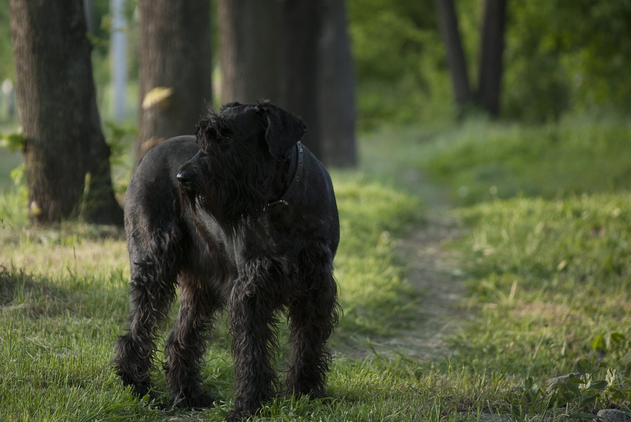 Wandern mit Hund im Erzgebirge: Touren, Tipps und die richtige Ausrüstung