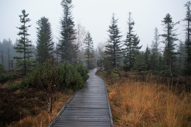 Bohlenweg durch das Hochmoor Božídarské rašeliniště im Erzgebirge bei herbstlichem Nebel