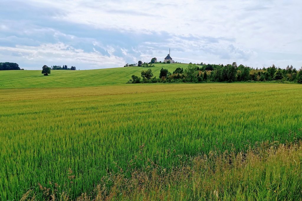 Blick ueber ein Getreidefeld auf den Schwartenberg mit der Schwartenbergbaude auf dem Gipfel