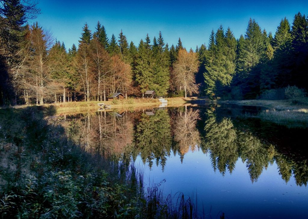 Moorwald mit Fichten und Birken spiegelt sich im Herbst in einem Waldteich im Erzgebirge