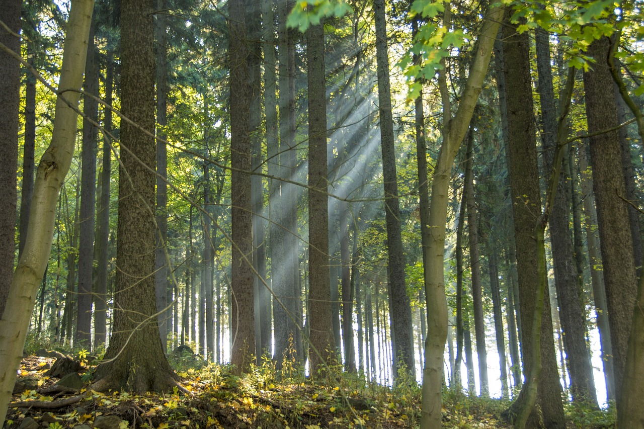 Rund um Einsiedel: 17 Kilometer Waldrunde am Nordrand des Erzgebirges