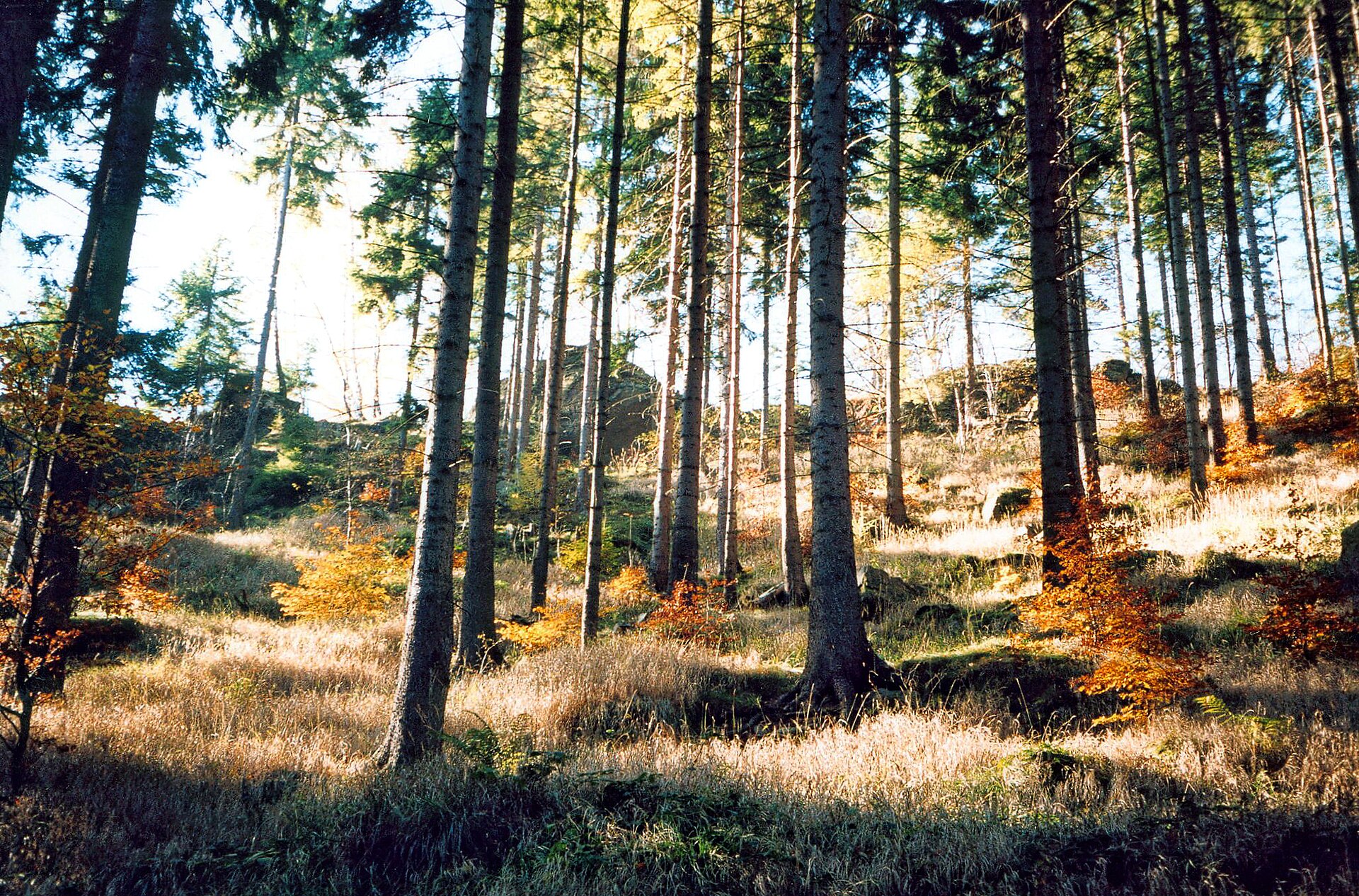 Erzgebirge heute, 5. Oktober 2026: Goldener, trockener Montag mit 19 Grad im Tal – Nebel löst sich, klare Fernsicht