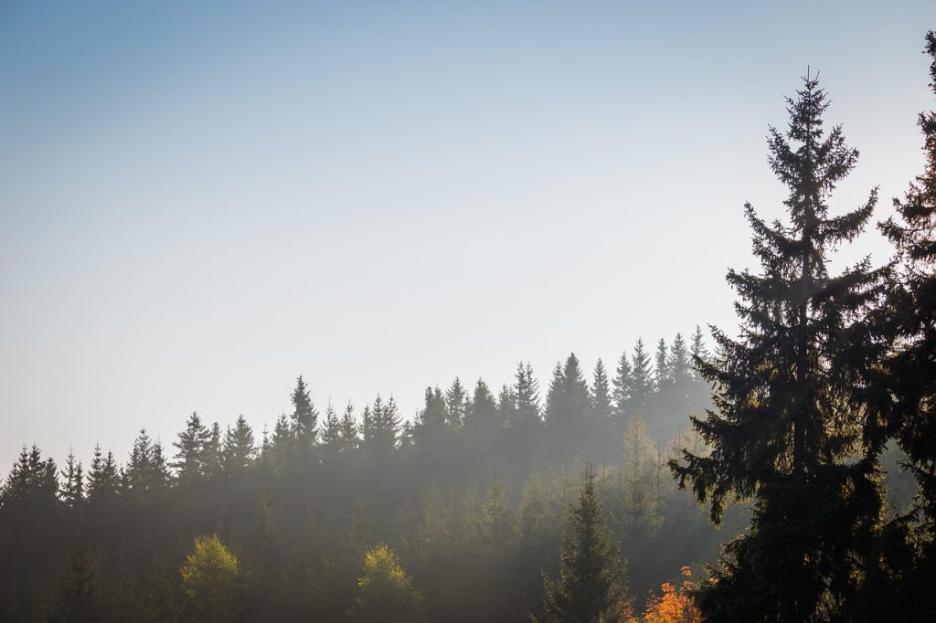 Nebel über Fichtenwald im Erzgebirge im Herbst