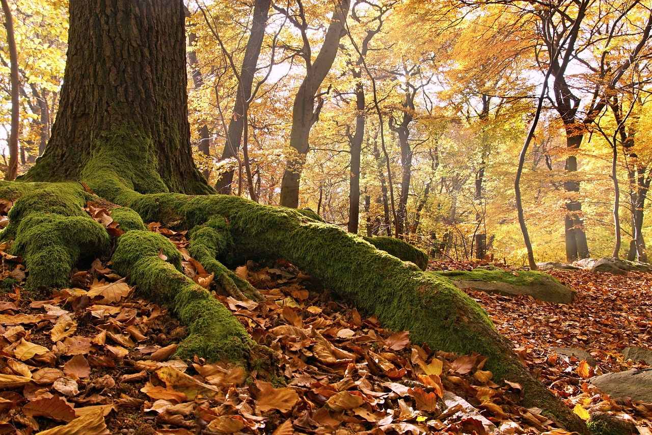 Erzgebirge heute, 16. Oktober 2026: Goldener, trockener Herbstfreitag mit 18 Grad im Tal – windig am Kamm, Regen ab morgen